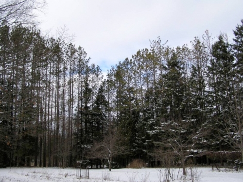 Dying pine trees