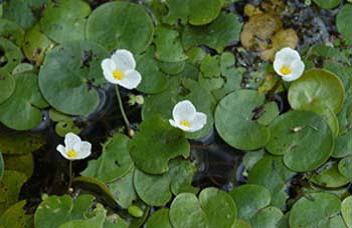 invasive water plants