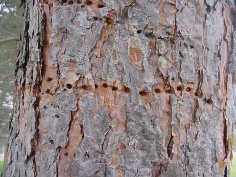 Tree trunk damaged by sapsucker.