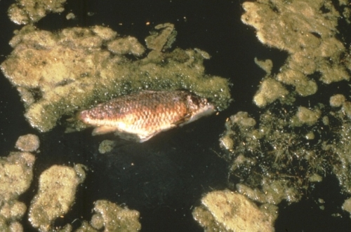 Summer fish kills. Photo source: Michigan Department of Environmental Quality 