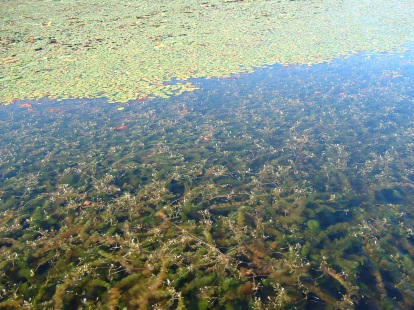 Michigan inland lake infested with Cabomba caroliniana Carolina fanwort (in foreground). 