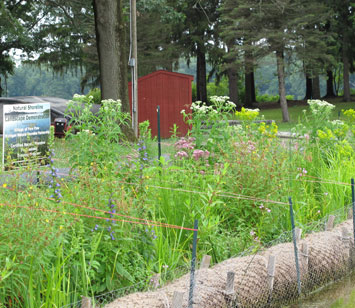 Paw Paw natural shoreline demonstration site six weeks after planting.