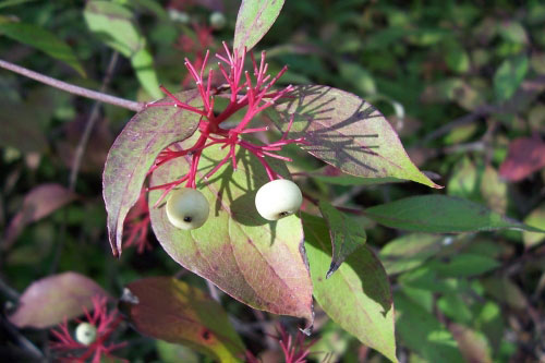 Red Osier Dogwood, otherwise known as the Red Twig Dogwood