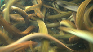 Sea Lampreys