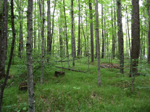 Forests in Michigan's Upper Peninsula