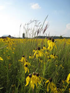 Agricultural landscape