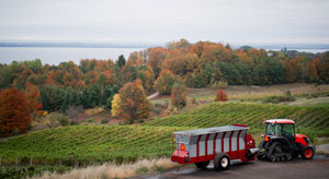 Michigan Vineyard