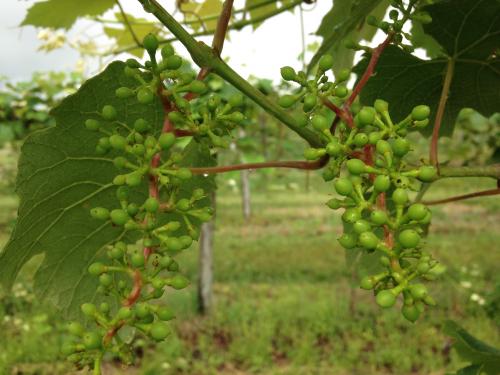 small grape berries in Niagara grapes