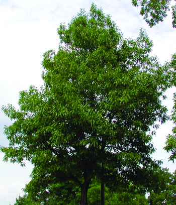 Northern Pine Oak