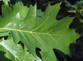 photo of red oak with wilt