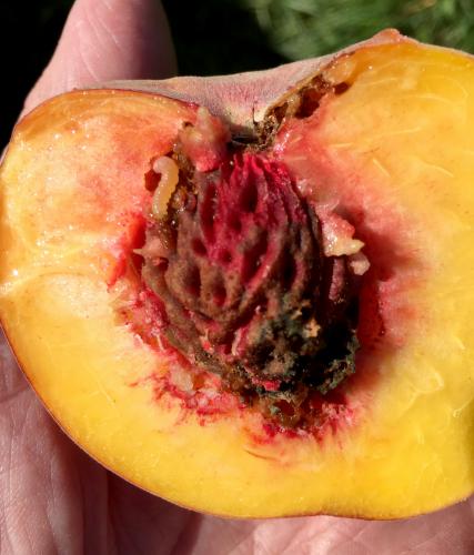 Oriental fruit moth larvae in peach.