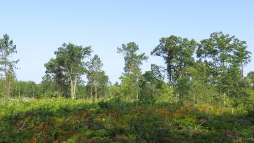 Clearcut oak/red maple