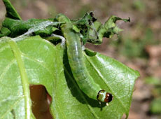 Obliquebanded leafroller larvae