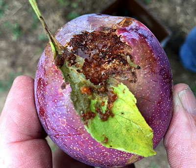 Obliquebanded leafroller damage to Japanese plum.