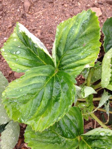 Potato Leafhopper damage to strawberry leaves