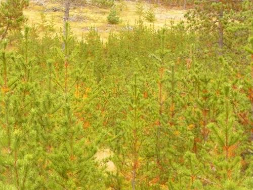 Natural jack pine regeneration several years after a jack pine clear-cut.