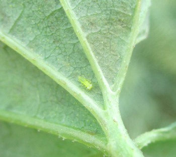 Potato Leafhopper