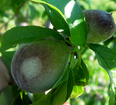 Close-up of pale spot on peach.