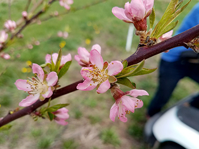 Peach blossoms