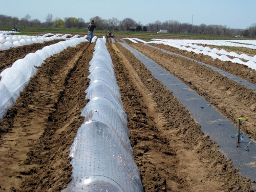 Perforated plastic row covers