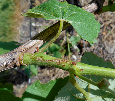 Dark lesions on grape shoot.