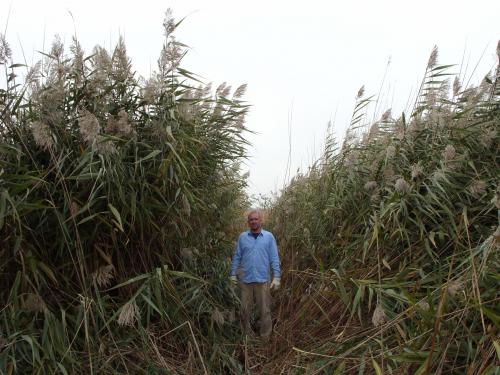 Shoreline infested with Phragmites australis