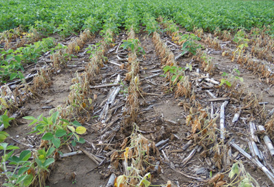 Phytophthora rot soybeans