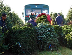 Bailing trees