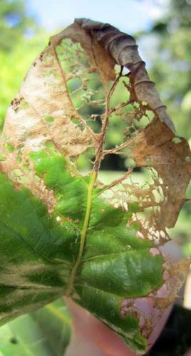 Japanese beetle damage