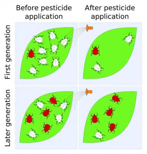 Pesticide resistance