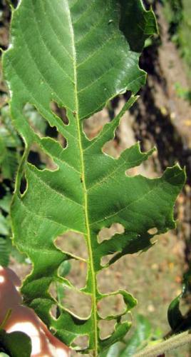 Rose chafer damage