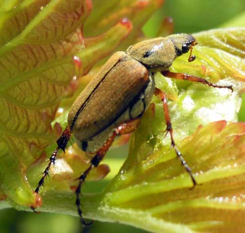 Rose chafer