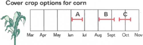 Cover crop options