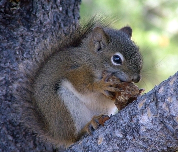 Red squirrel