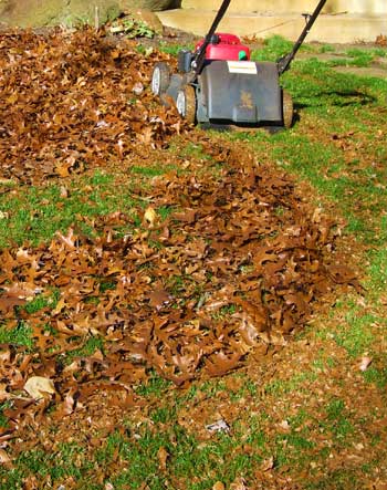 Mulch leaves