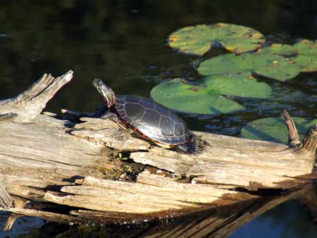 Turtle. Photo: Rebecca Finneran