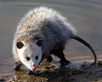 Opossum