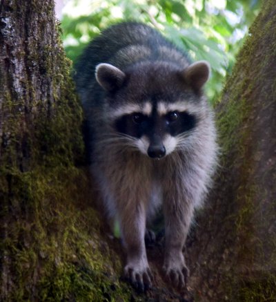 Raccoon