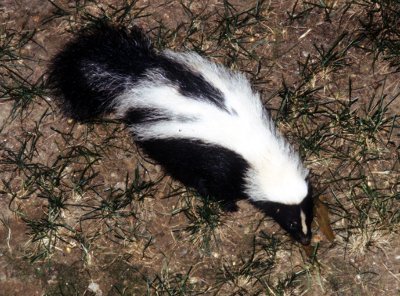 Skunk