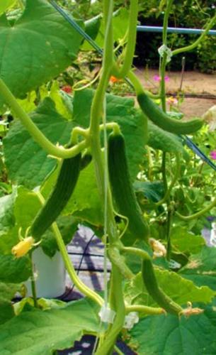 Cucumbers