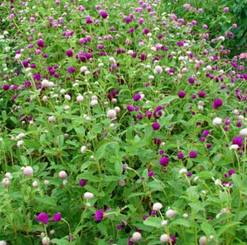 Gomphrena