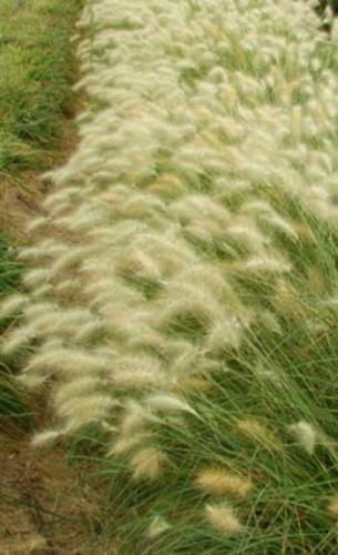 Ornamental grasses