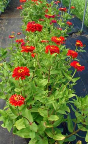 Zinnia