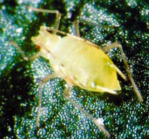 Foxglove aphid