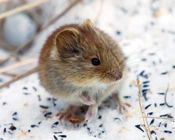 Vole