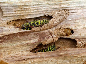 Locust borer