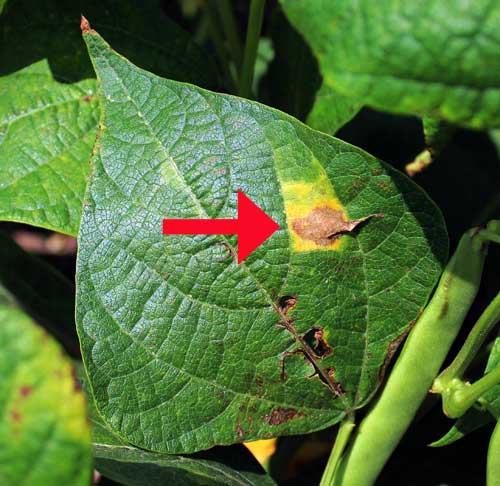 Bacterial leaf spot