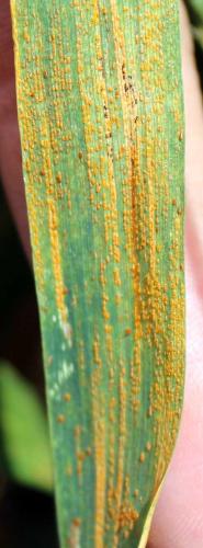 Stripe rust