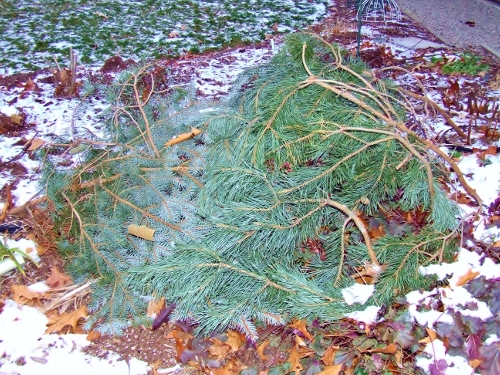 Protecting plants from deer feeding