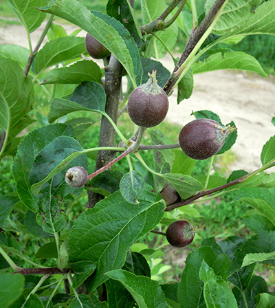 golden delicious apples